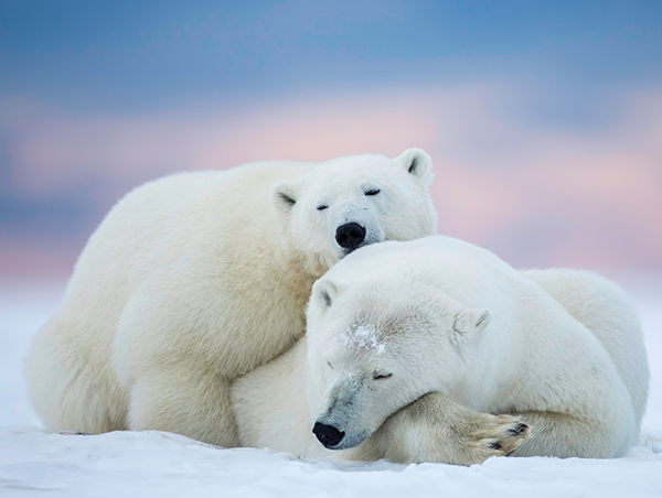 Canadian Arctic Summer and Ottawa Canadian-Arctic-Summer-1.jpg